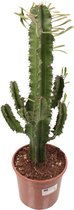 Cactus van Botanicly – Cactus – Hoogte: 55 cm – Euphorbia Eritrea