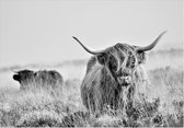Fotobehang - Highland Cattle.