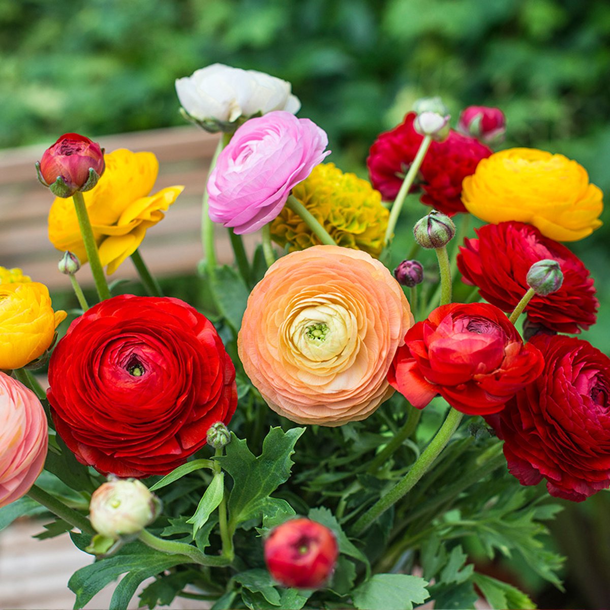Ranunculus Aviv gemengd | 10 stuks | Meerkleurig | Snijbloem