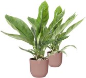 Duo Anthurium 'Jungle King'  in ELHO Vibes (delicaat roze) – ↨ 50cm – ⌀ 16cm