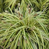 12x Zegge (Carex oshimensis 'Evergold') - P9 pot (9x9)