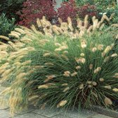 12x Lampepoetsersgras (Pennisetum alopecuroides 'Hameln') - P9 pot (9x9)