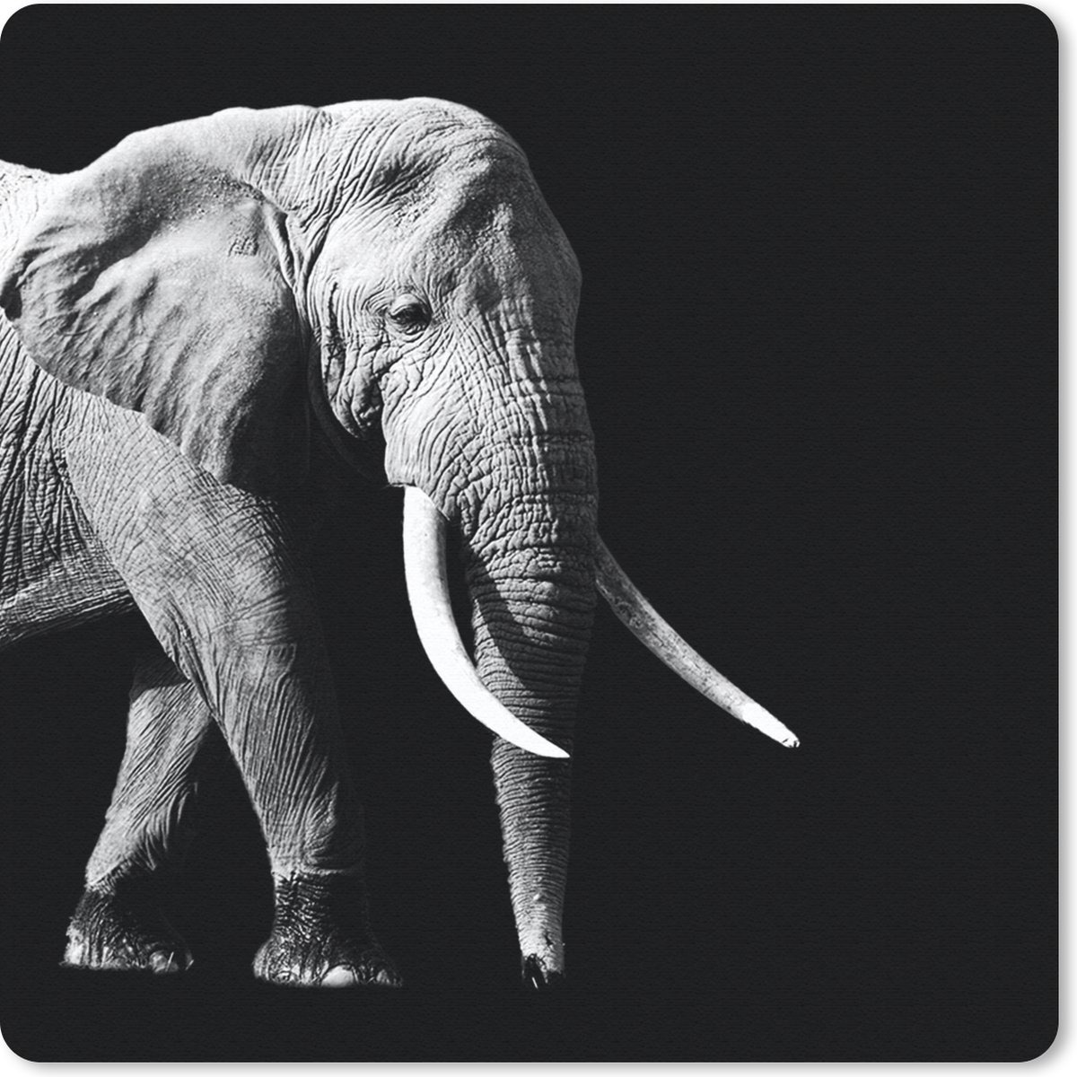 Muismat 20x20 cm - Mousepad Olifant - Tanden - Dieren - Zwart - Wit - Muismatten