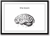 The brain zwart wit poster hersenen | line art anatomie | wanddecoratie | Liggend 70 x 50 cm