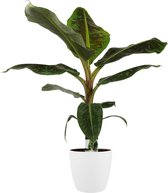 Musa Dwarf (Bananenplant) in sierpot wit - Hoogte ↕ 80cm - Pot ∅ 22cm