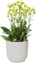 Kalanchoë Sunny White in ELHO Vibes Fold sierpot (zijdewit) ↨ 40cm - planten - binnenplanten - buitenplanten - tuinplanten - potplanten - hangplanten - plantenbak - bomen - plantenspuit