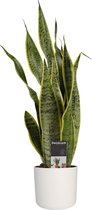 Sansevieria Laurentii XL met Elho B.for soft white ↨ 55cm - hoge kwaliteit planten