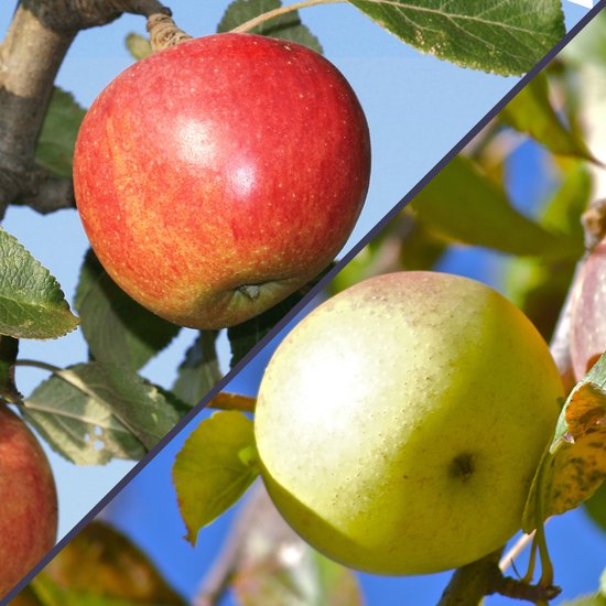 Malus domestica Duo , pot de 3 litres, arbre unique avec 2 couleurs de feuilles et 2 pommes différentes. Pot cultivé pour jardin, potager, terrasse ou balcon.
