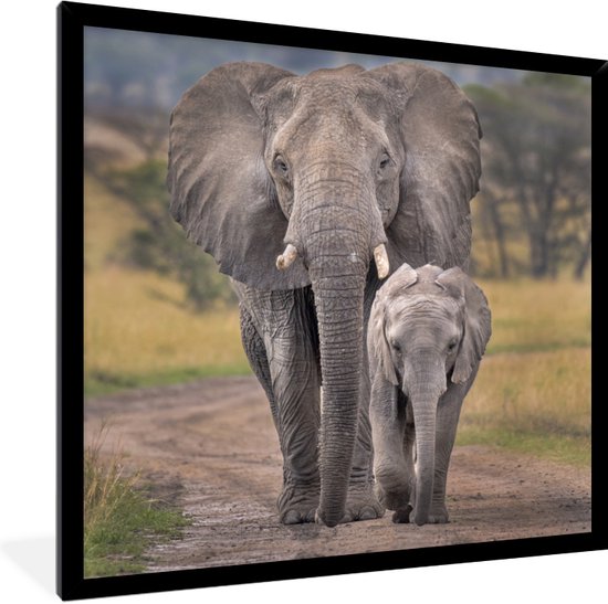 Affiche avec cadre Mère éléphant et son petit sur une route dans le cratère du Ngorongoro - 40x40 cm