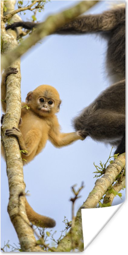 Poster Jonge aap kijkend in de camera - 40x80 cm