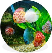 WallCircle - Wandcirkel ⌀ 150 - Vissen in een aquarium - Ronde schilderijen woonkamer - Wandbord rond - Muurdecoratie cirkel - Kamer decoratie binnen - Wanddecoratie muurcirkel - Woonaccessoires