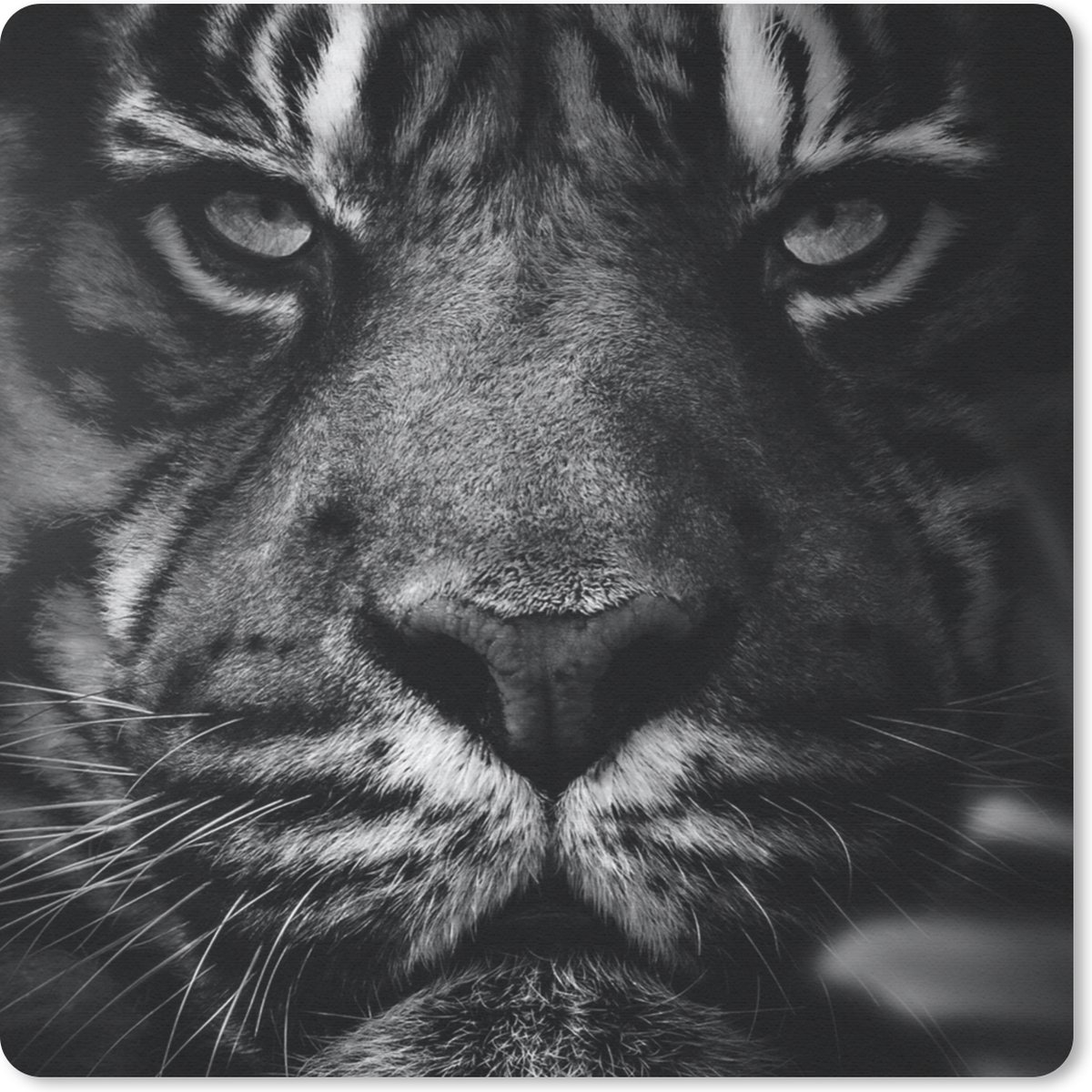 Muismat 30x30 cm - Mousepad Dieren - Tijger - Wild - Zwart - Wit - Muismatten