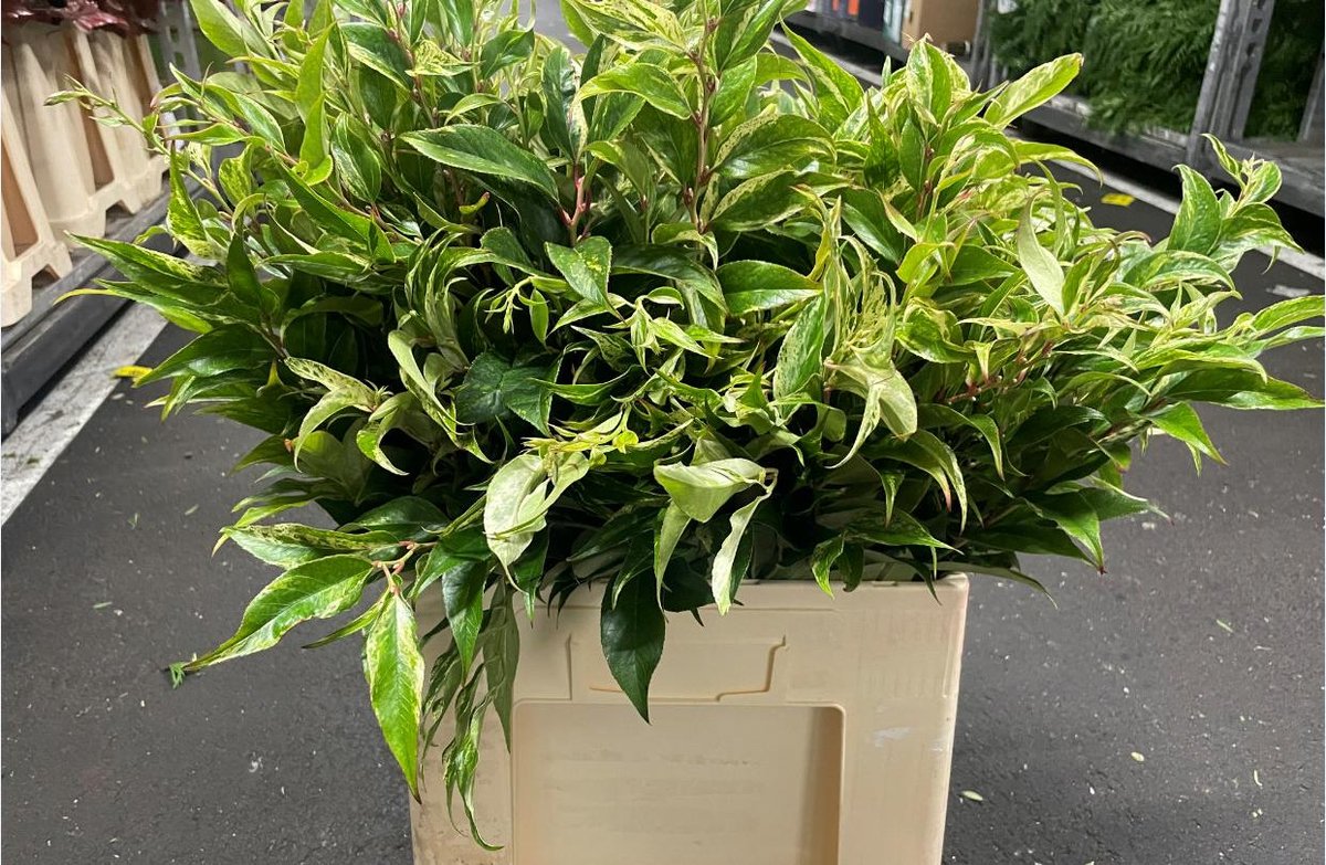 10x Sg leucothoe rainbow 50cm