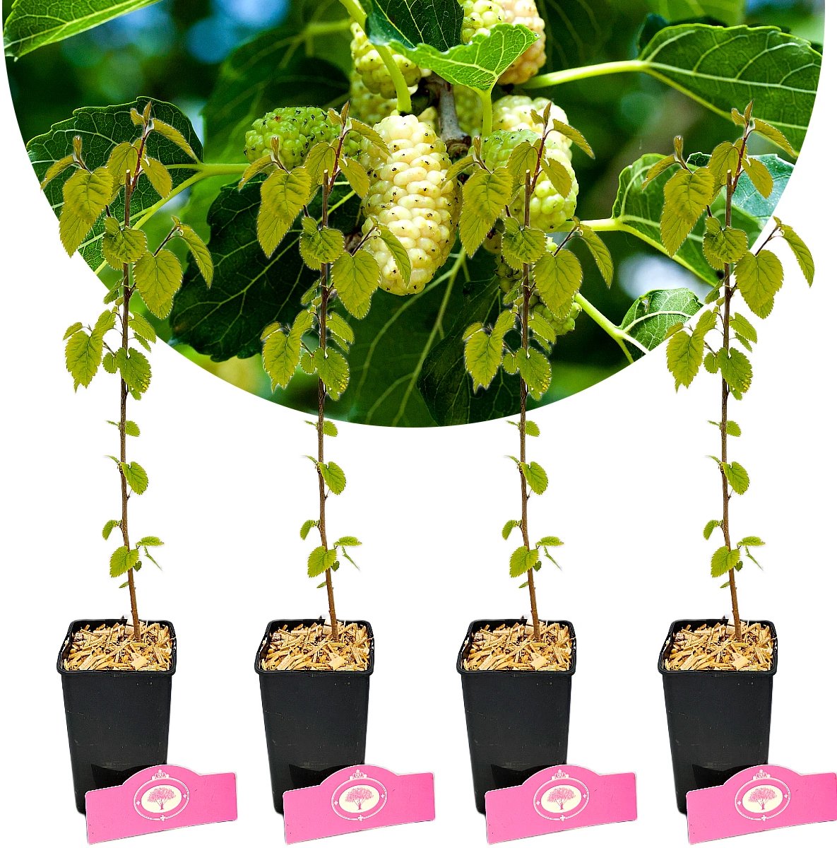 Set Van 4 Witte Moerbei – Morus alba – Hoogte 25cm – 9cm pot