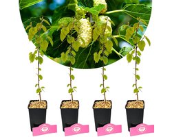 Set Van 4 Witte Moerbei – Morus alba – Hoogte 25cm – 9cm pot