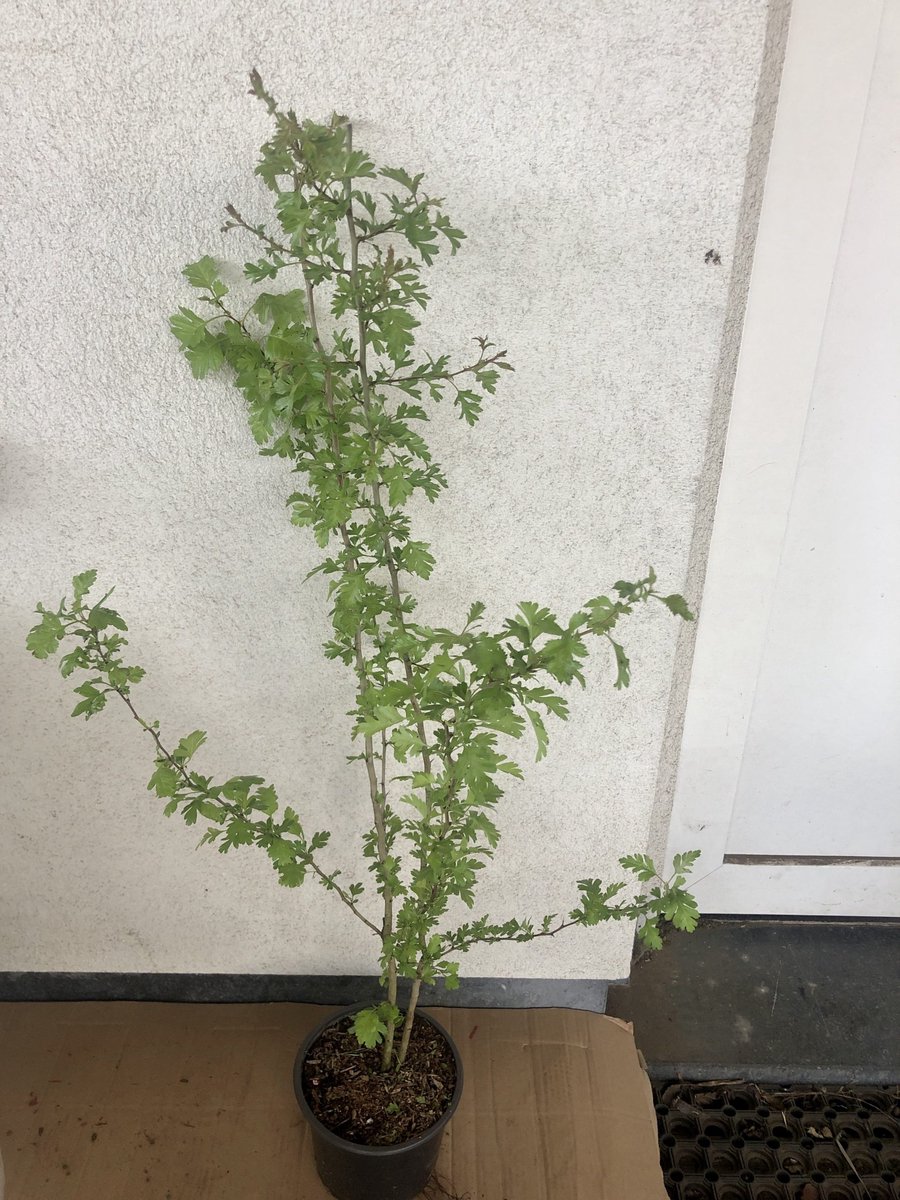 Eenstijlige Meidoorn - Crataegus monogyna | pot