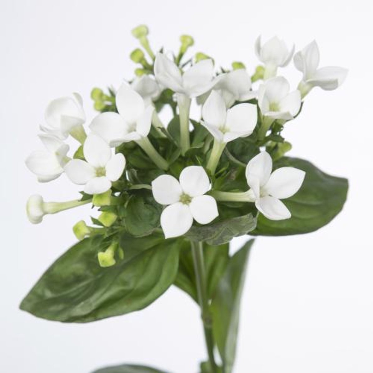 10x Bouv.white sensation 50cm