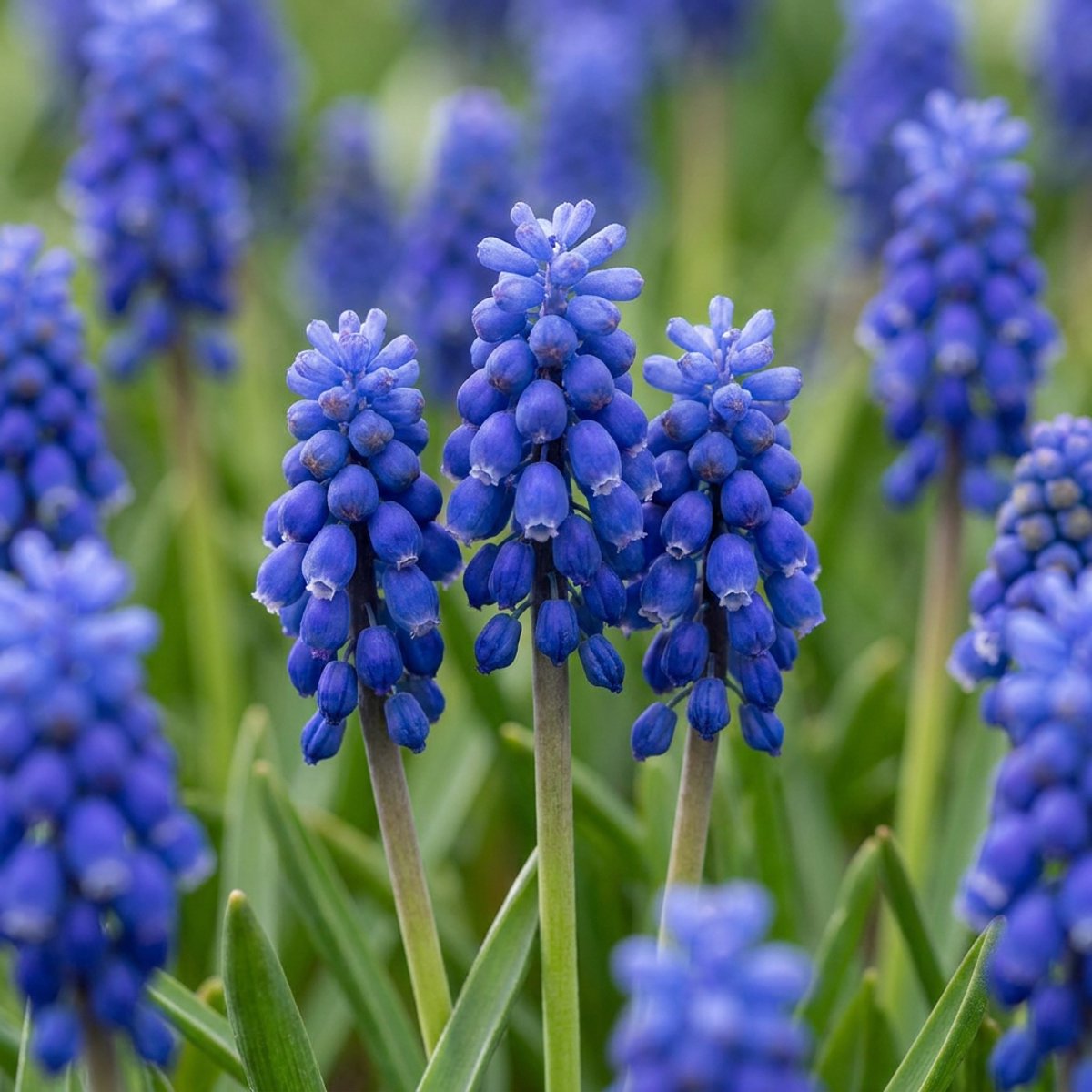 Green boutiQ - 400x Muscari Armeniacum - Armeense druifhyacint - Blauw - Verwilderingsbol - Bolmaat 8/9