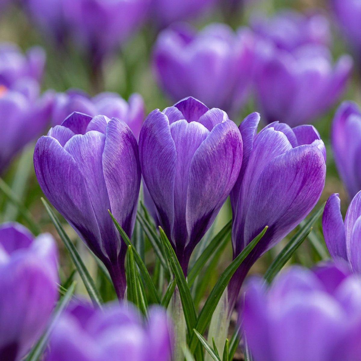 Green boutiQ - 60x Crocus Blue - Blauwe krokus - Blauw - Verwilderingsbol - Bolmaat 7/8