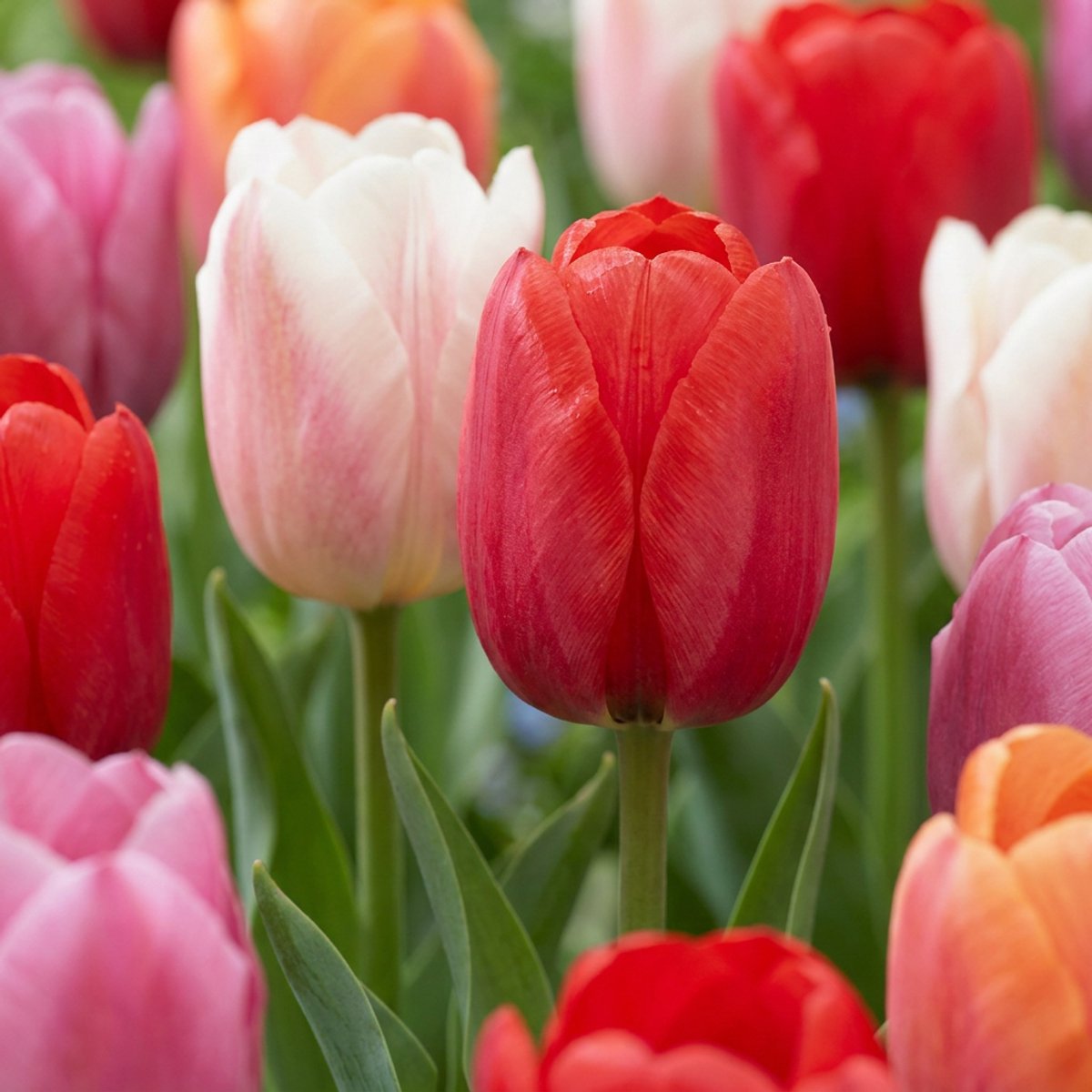 Green boutiQ - 60x Tulipa Glowing with pride - Tulp Glowing with pride - Diversen - Voorjaarsbloeier - Bolmaat 11/12