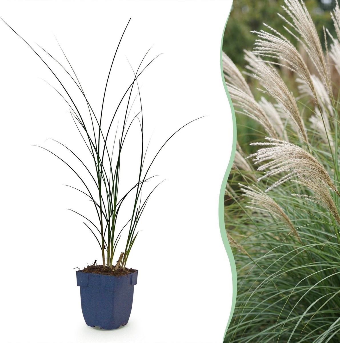 Green boutiQ - Grassen - Miscanthus sin. Gracillimus - Pampusgras - Met Pluim - Groen - 1 Plant - Pot 11cm - Hoogte 15-25cm