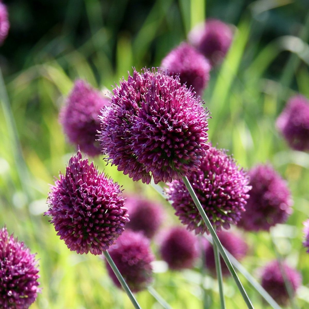 Green boutiQ - 200x Allium Sphaerocephalon - Kogellook - Paars - Zomerbloeier - Bolmaat 5/6