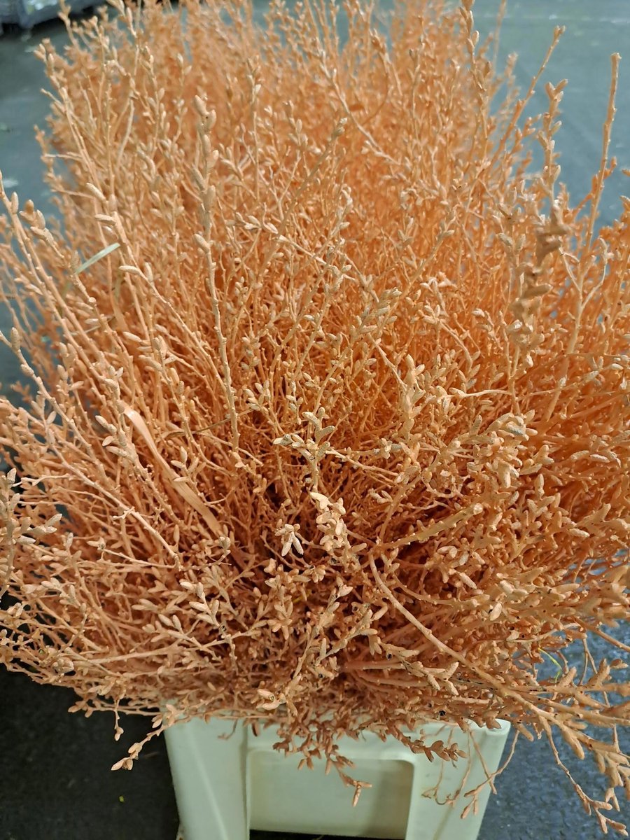 25x Tk myrica apricot 60cm