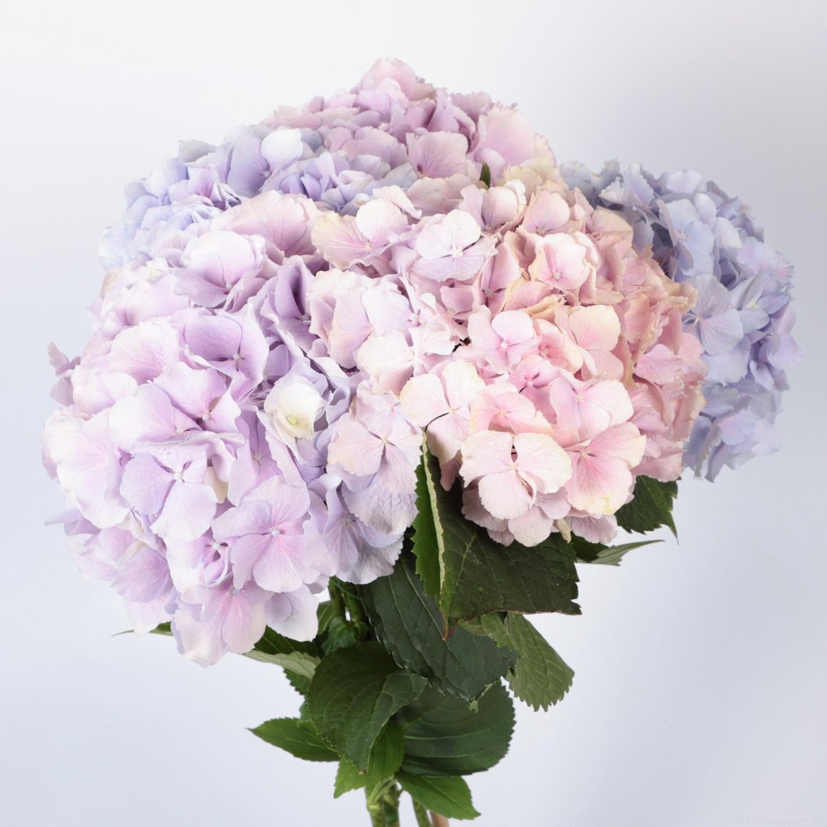 10x Hydr.verena pastel mix var. 80cm