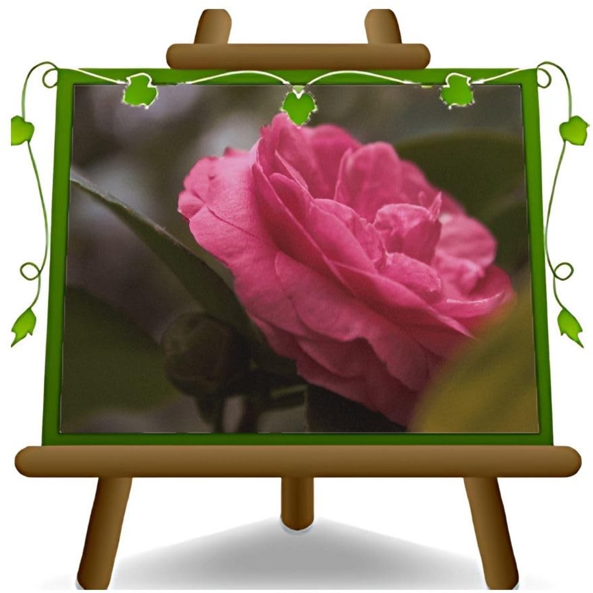 Elzusha - Camelia Rosa Sacco Nova Sierplant in 24 cm Pot
