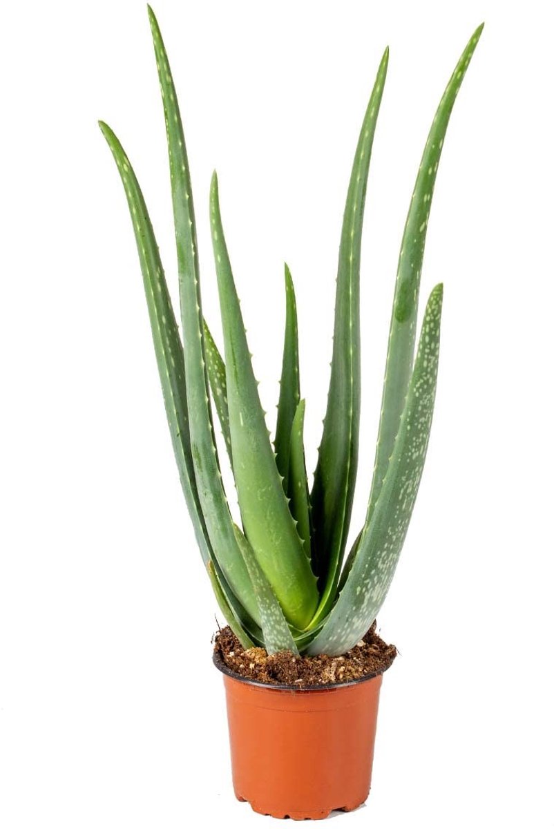 Dailygoods - Aloe Vera Plant - Gemakkelijk Onderhoud - Hoogte 30-40 cm