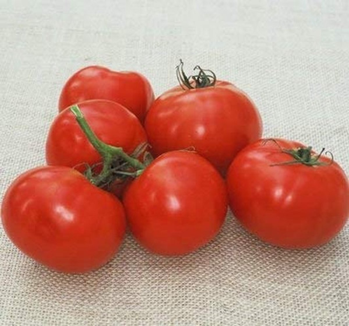 Elzusha - 250 Zaden van Oregon Tomaten voor de Vroegste Oogst