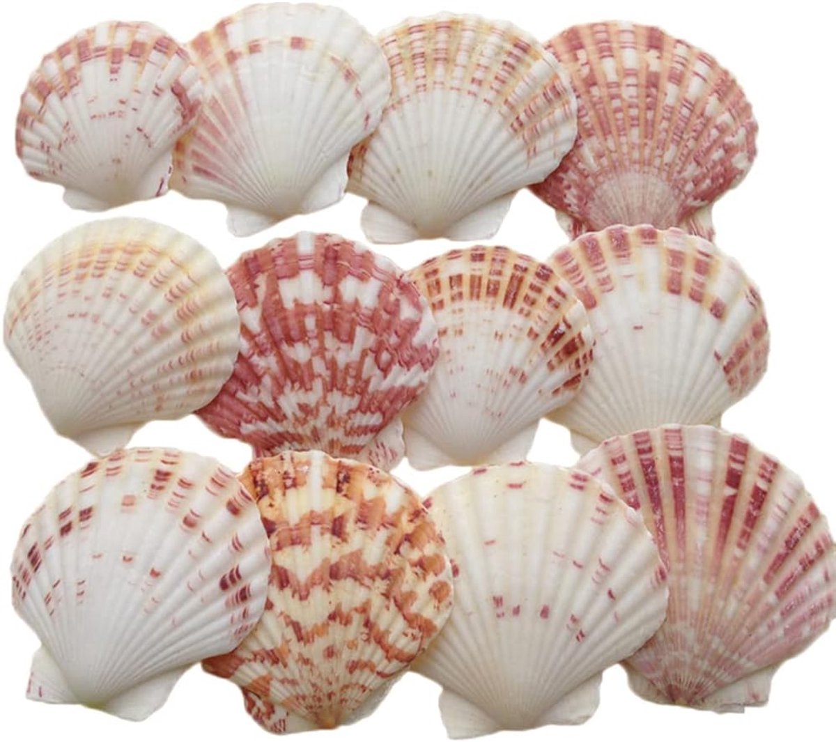 Natuurlijk, 30 stuks schelpen, decoratie, 3-5 cm groot, sint-jakobsschelpen, assortiment om te versieren en te knutselen, voor doe-het-zelf handwerk, vis-pantserdecoratie