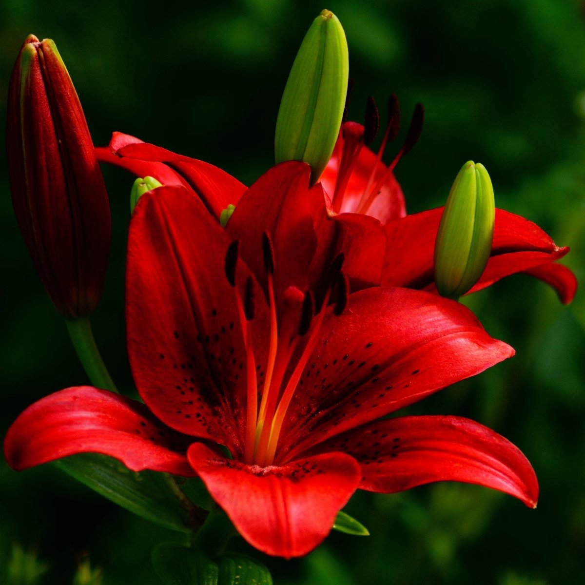 Aziatische lelie (Lilium Asiaticum) - Rood - Snijbloemen - Zomerbollen - bloeit in Juni / Juli