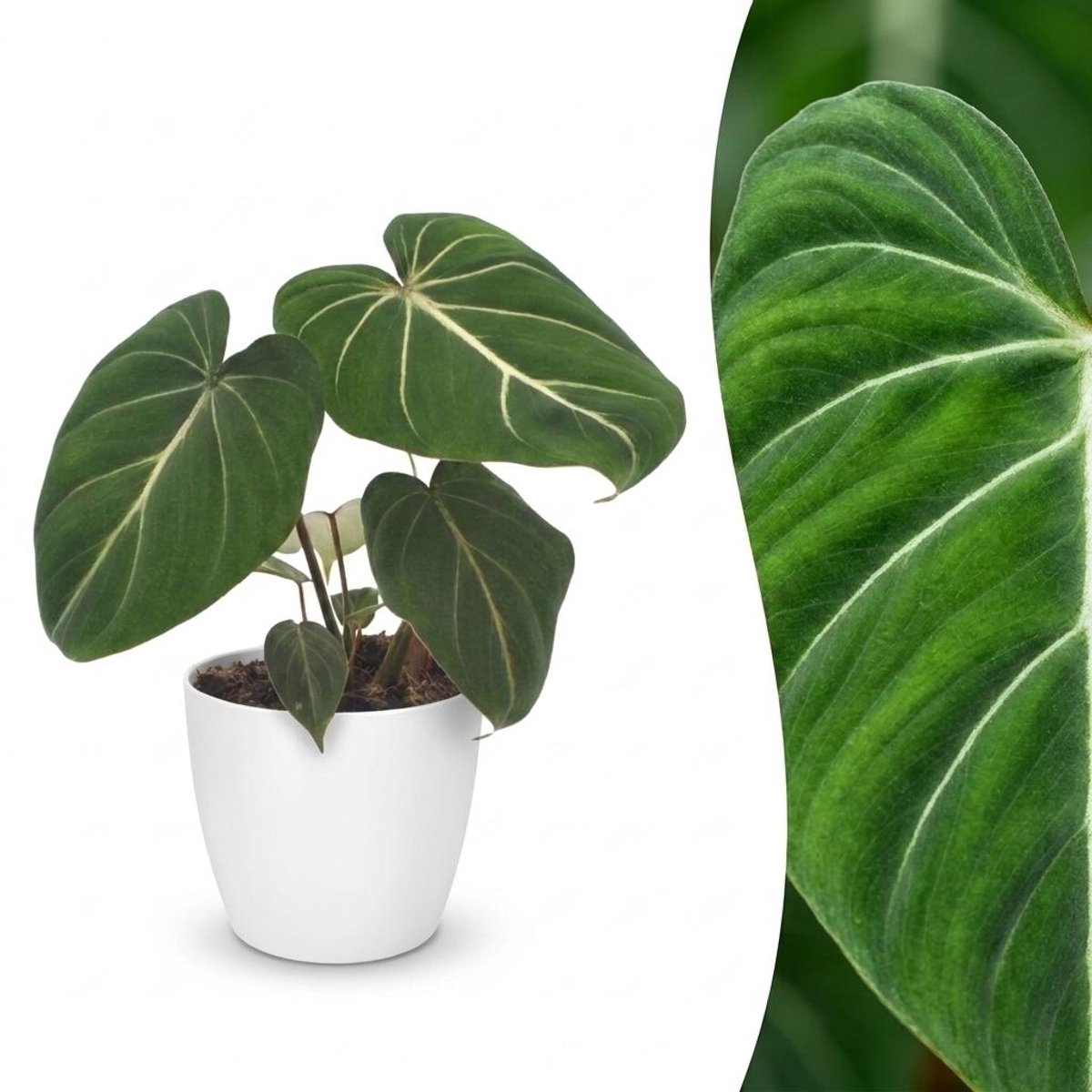 Plantenboetiek.nl | Philodendron Gloriosum - Glorie Philodendron - met Potter Wit - Ø12cm - 25cm hoog