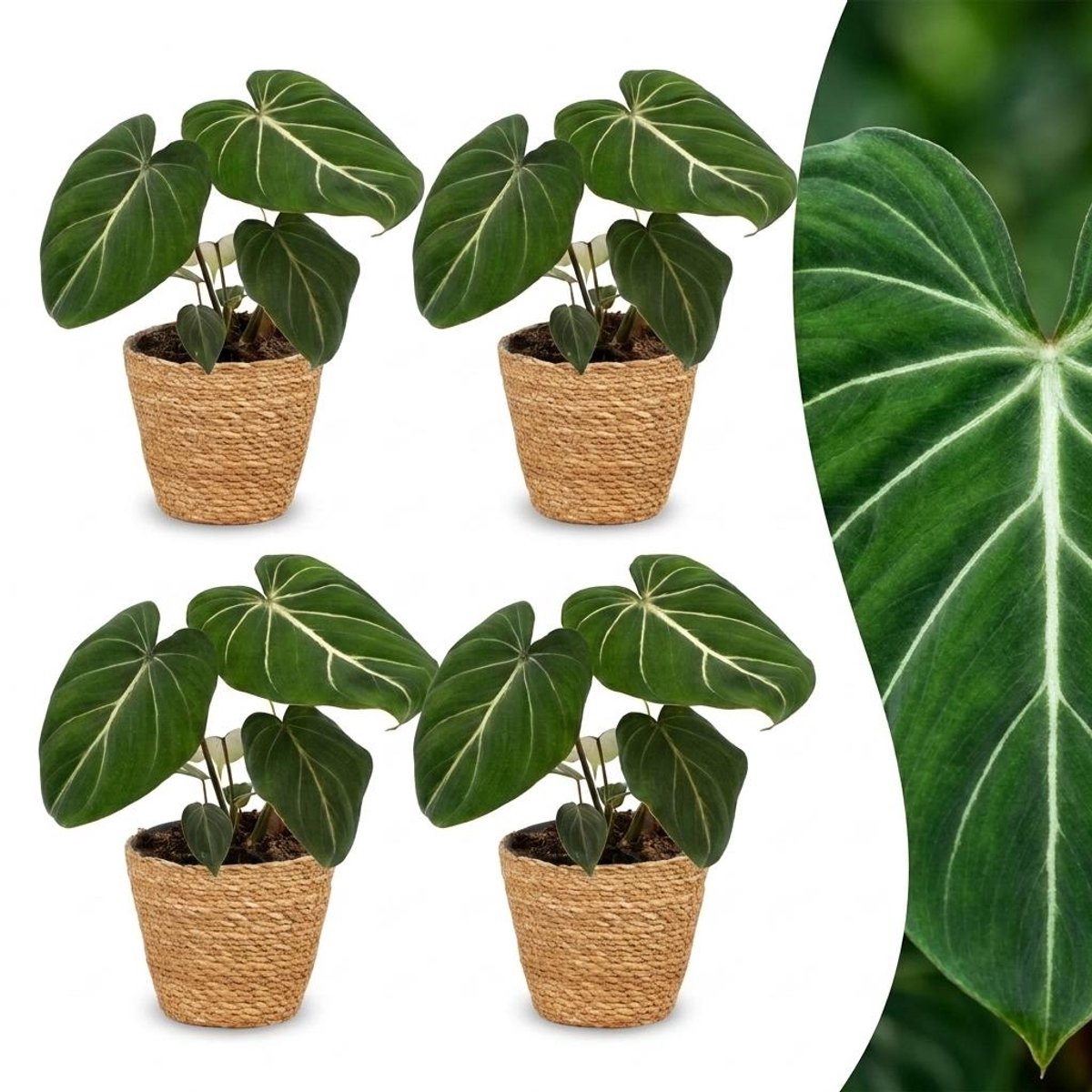 Plantenboetiek.nl | Philodendron Gloriosum - Glorie Philodendron - 4 Planten - met Mand - Ø12cm - 25cm hoog