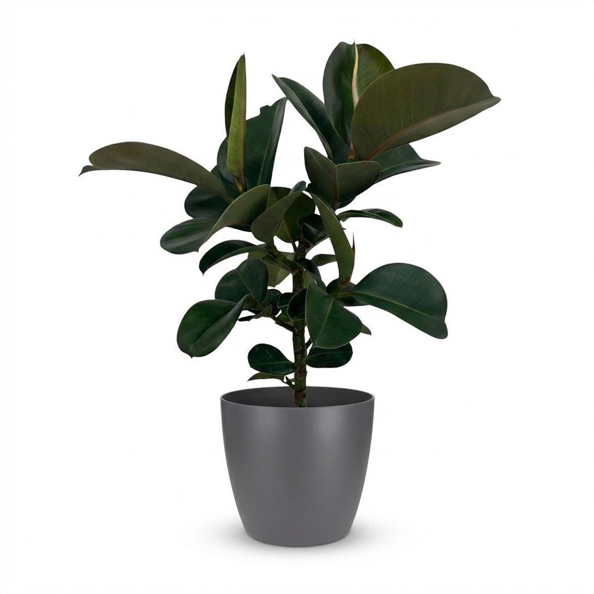Plantenboetiek.nl | Rubberplant - Ficus Elastica Cloe - Groen - Weinig onderhoud - met Potter Grijs - Ø19cm - 55-65cm hoog - Kamerplant - Groenblijvend