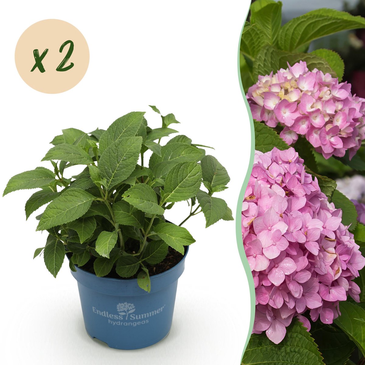 Plantenboetiek.nl | Hydrangea Endles Summer The Original Pink - Hortensia - Winterhard - Roze - 2 Planten - Ø14cm - 20-25cm hoog - Tuinplant