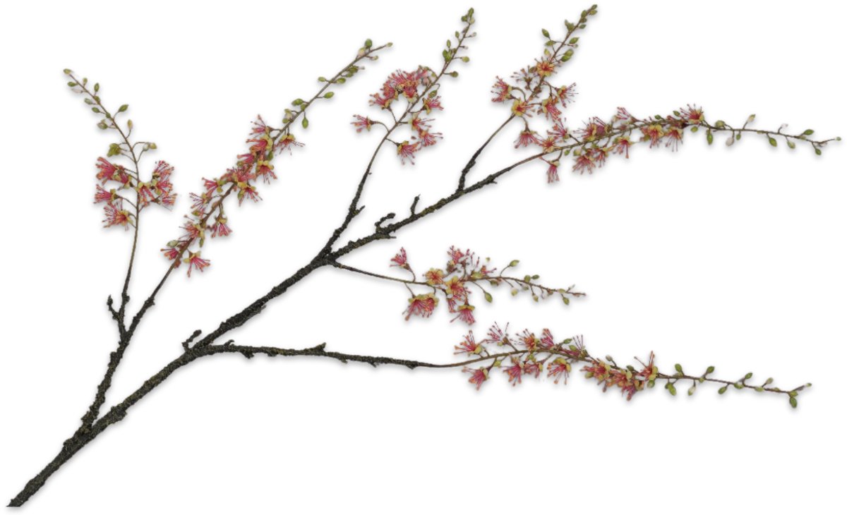 Silk-ka Kunstbloem-Zijden Capparis Tak Groen-Roze 131 cm