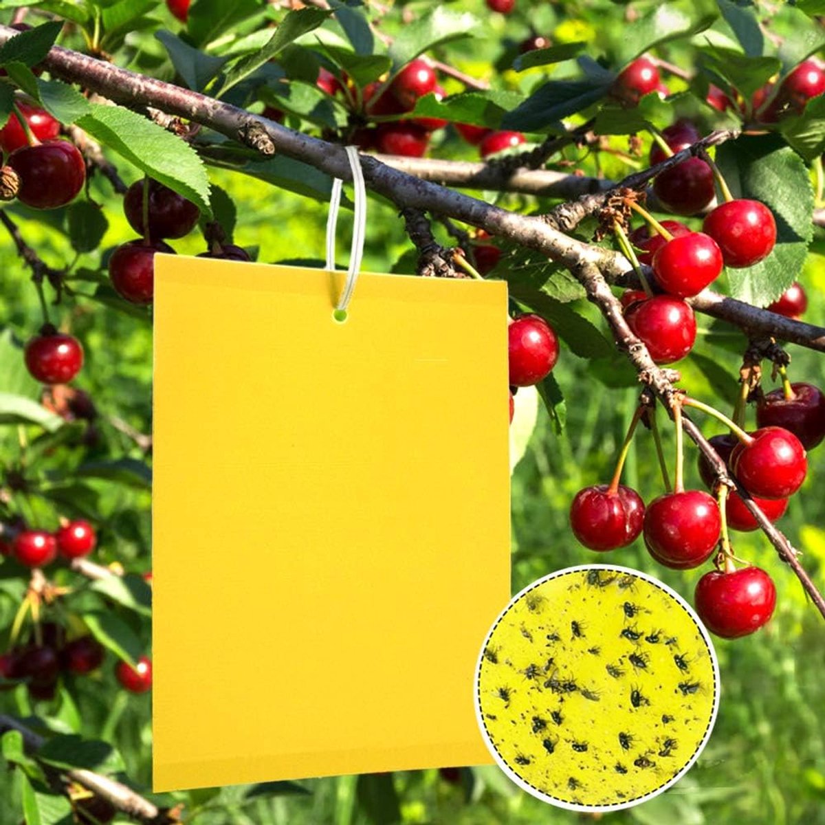 SnelShoppen - 50 Gele Vliegenvallen, Effectieve Anti-Vlieg Stickers, 20x15 cm, Premium Gele Plakstrips voor Mosquito's, Fungus Gnats en Kersenvliegen,
