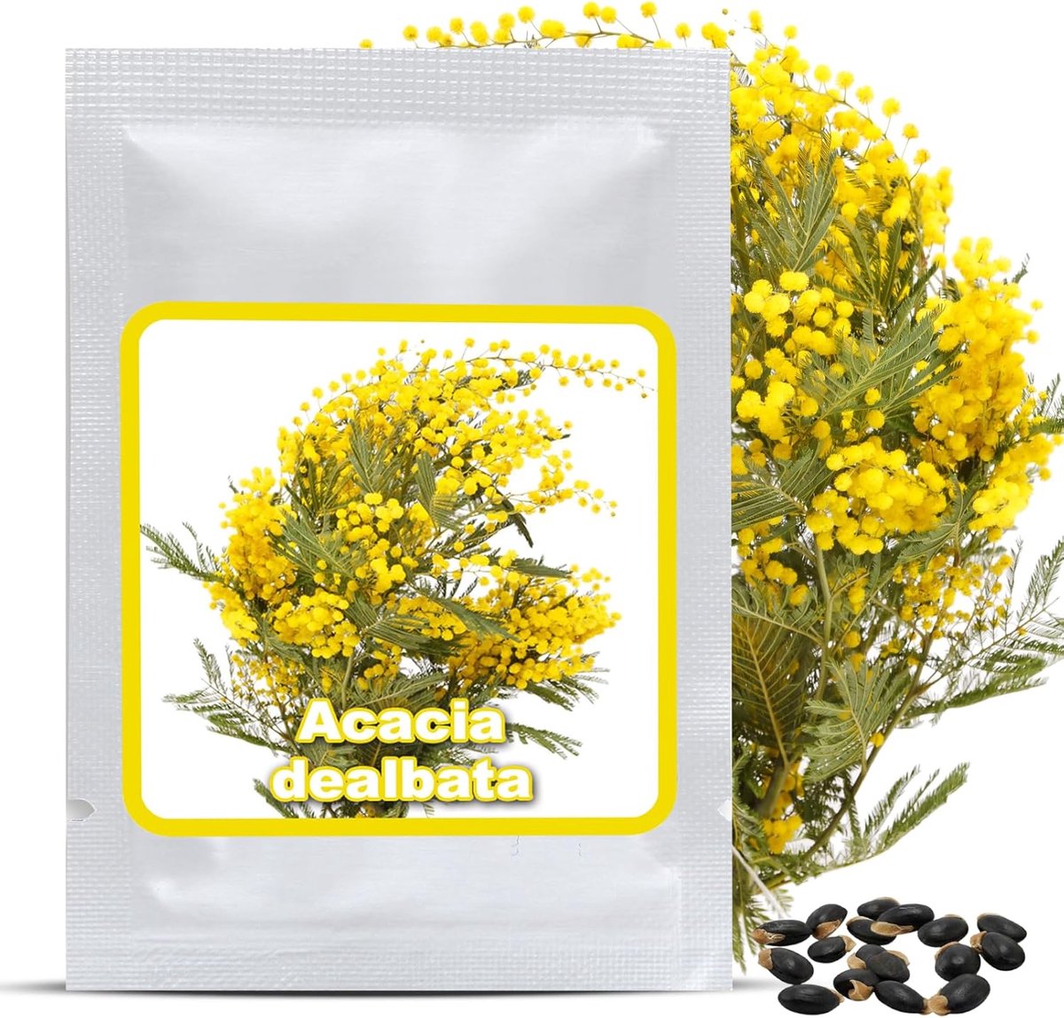SnelShoppen - Magic of Nature Acacia Seeds (25 Stuks) - Acacia dealbata Mimosa - Mediterrane Containerplant met Gouden Gele Bloemen en Enchantende Geu
