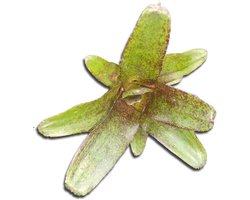 Neoregelia Atlantis - Bromelia Plant - Planten Verzamelen - Ongepot - 10 cm - Groen