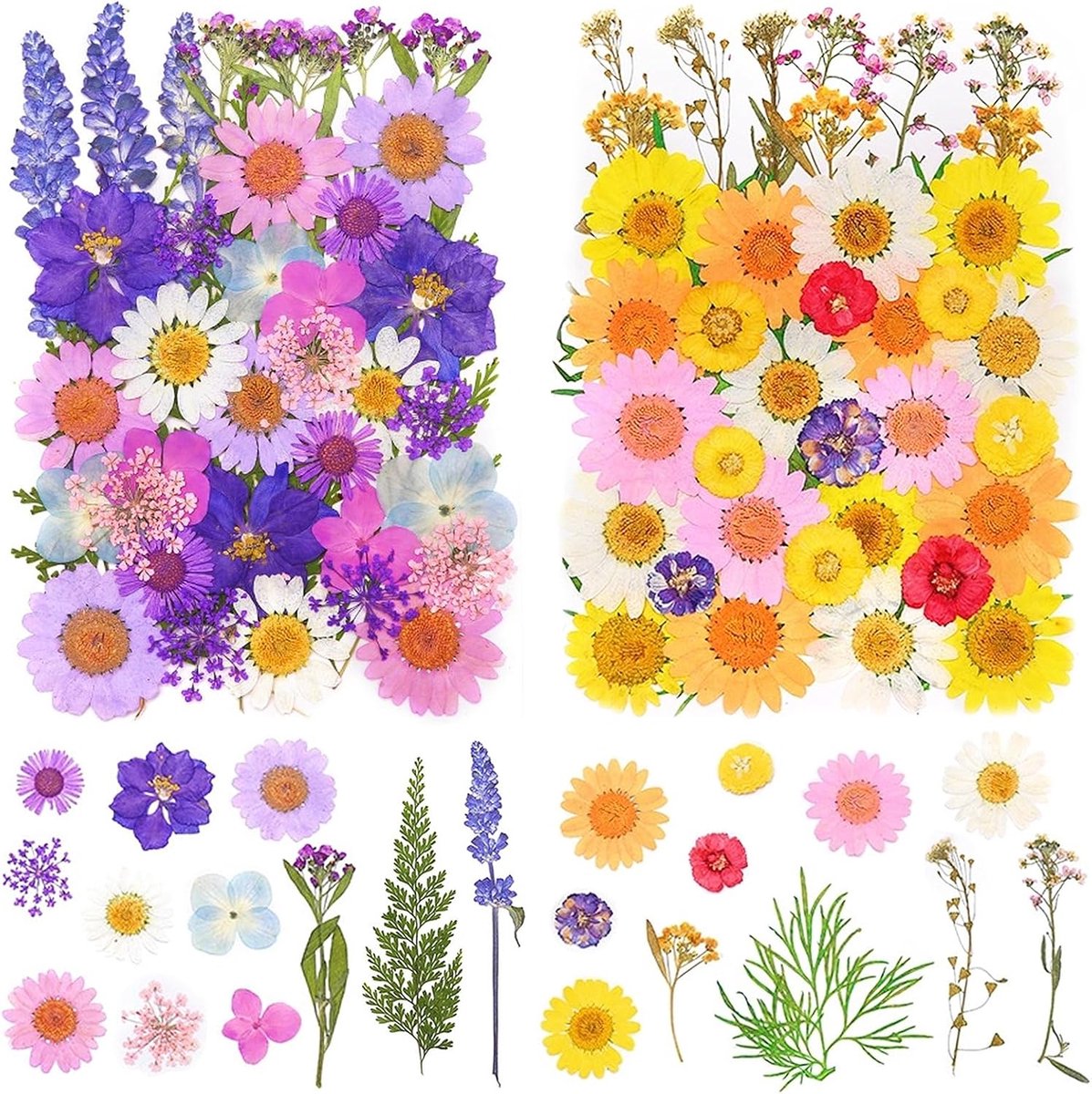 Gedroogde bloemen, natuurlijke geperste bloemen, geperste gedroogde bloemen, grote diversiteit, voor hars, kaarsen, sieraden, snoep, scrapbooking en decoraties