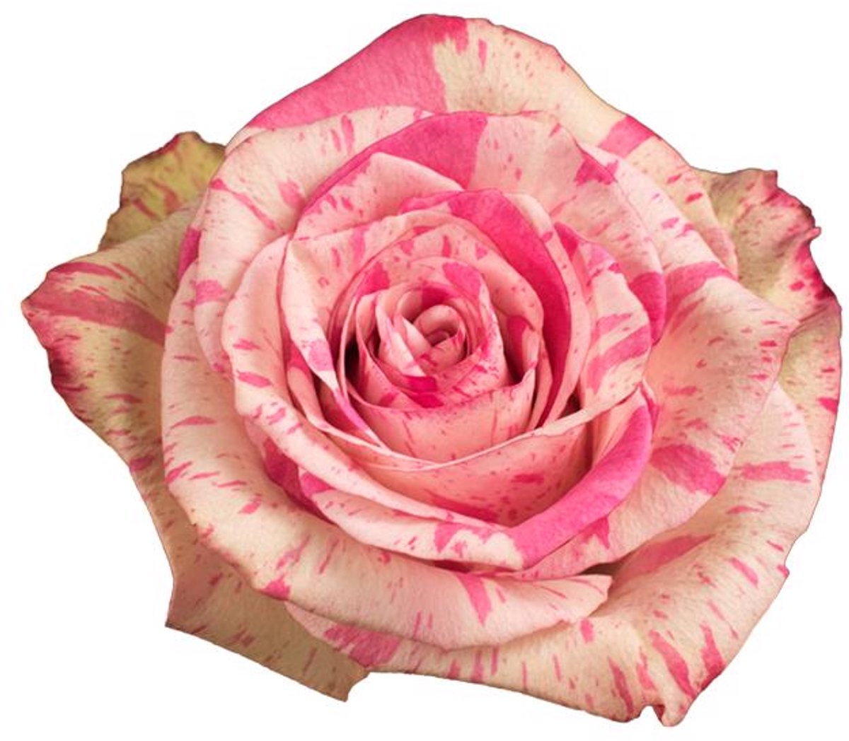 10x Rosa magic times 50cm
