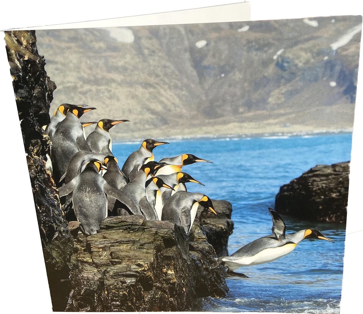 Penguins Diving Square Empty Birthday Greeting Card - ShopVlot