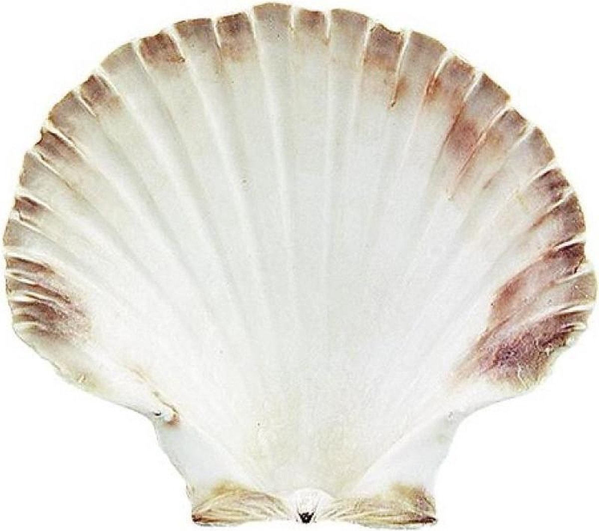 Bol Com St Jacobsschelp Voor Smudgen Met Salie Fair Trade Huis Reinigen