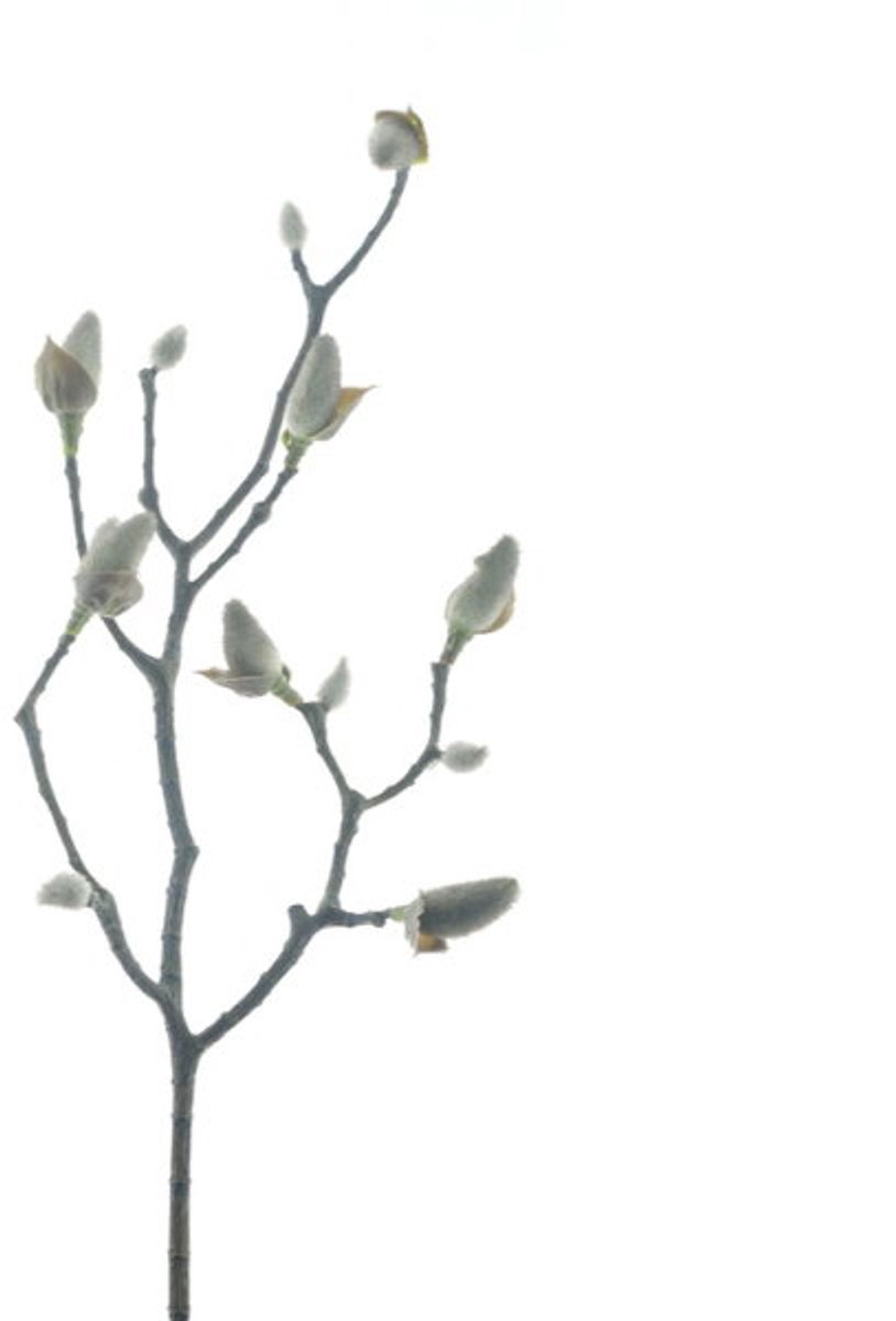 Kunstbloem magnolia bud sven black, 59 cm Hortus