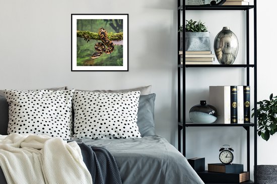 Cadre photo avec affiche - Serpent - Branche - Forêt tropicale - 40x40 cm - Cadre pour affiche