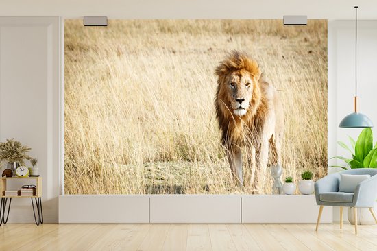 Papier Peint - Papier peint photo Lions - Afrique - Herbe - Largeur 360 cm x Hauteur 240 cm