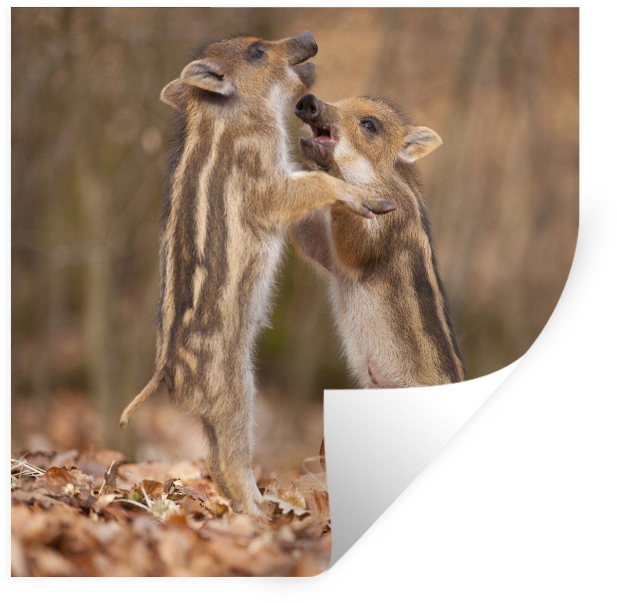 Muurstickers - Sticker Folie - Stoeiende zwijnen - 30x30 cm - Plakfolie - Muurstickers Kin