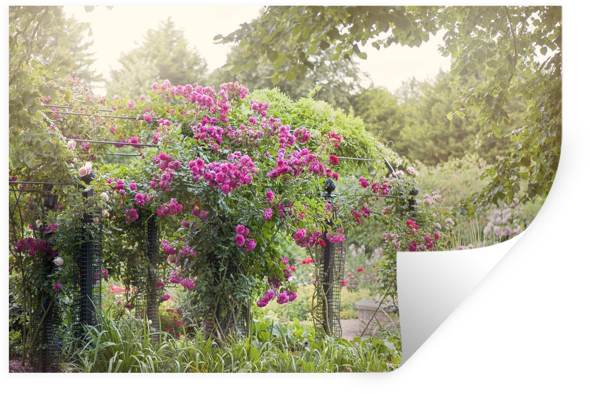 Muurstickers - Sticker Folie - Mooie roze rozen groeien als planten in de wilde natuur - 9